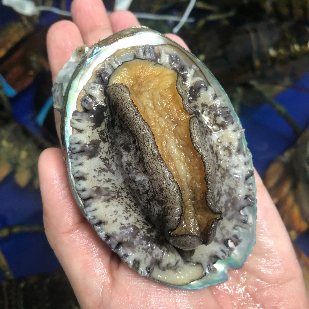 Bào Ngư Hàn Quốc Sống