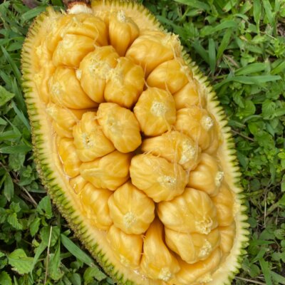 Mít Tố Nữ Sầu Riêng