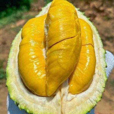 Sầu Riêng Musang King