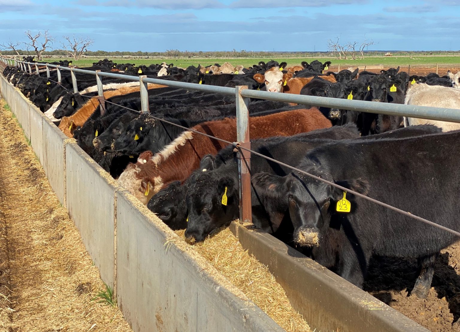 trang-trai-nuoi-bo-central-agri-group