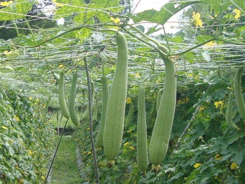 tim-hieu-cac-loai-muop-o-viet-nam