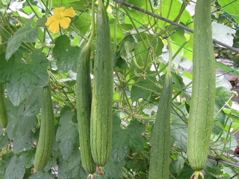 goc-kham-pha-cac-loai-muop-o-viet-nam