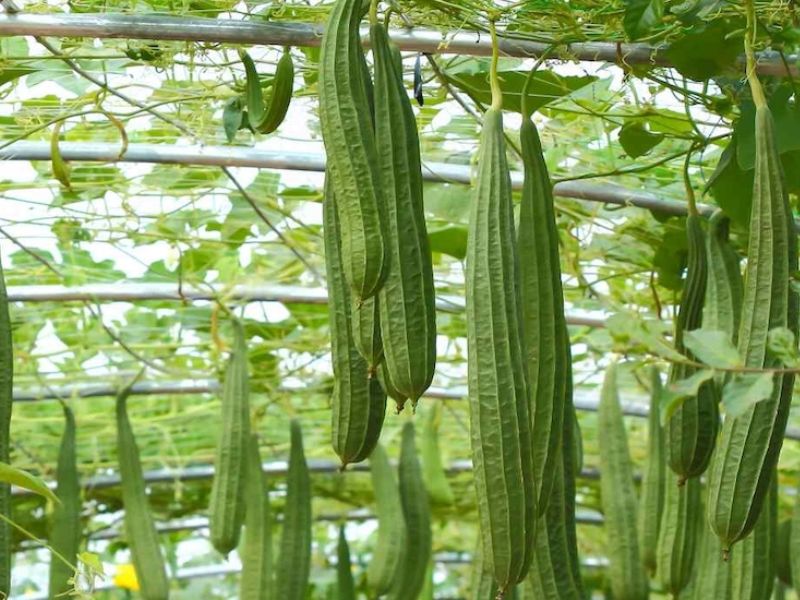 goc-tim-hieu-cac-loai-muop-o-viet-nam