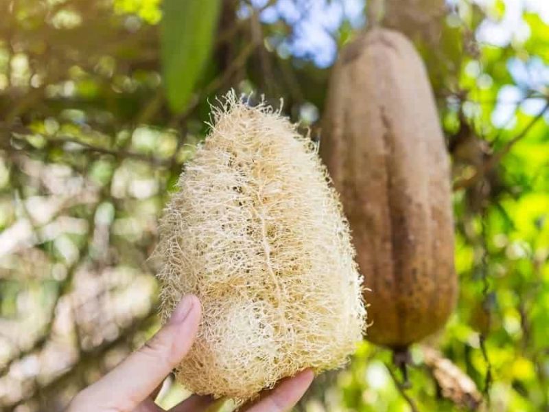 kham-pha-cac-loai-muop-o-viet-nam