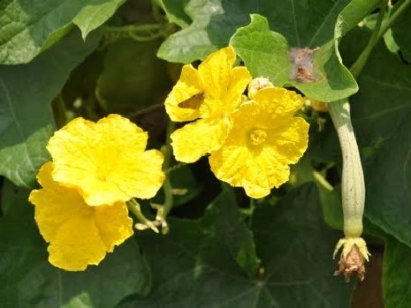 cac-loai-muop-o-viet-nam-pho-bien-va-duoc-ua-chuong